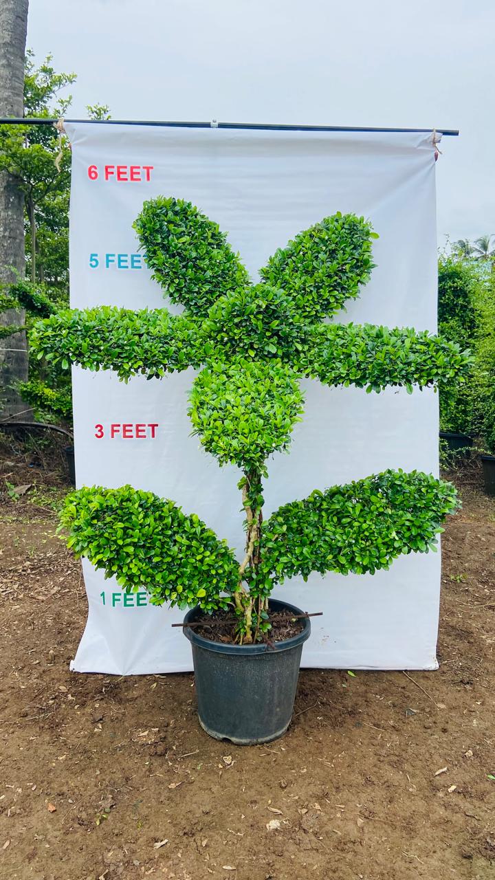 Malphigia Custom Flower Shape